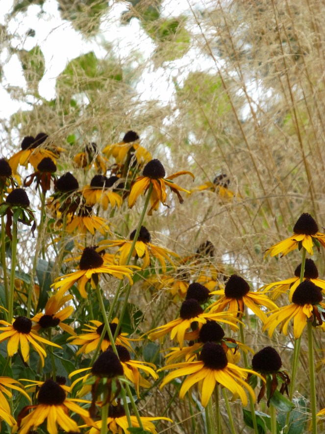 Judi castille Burst of yellow