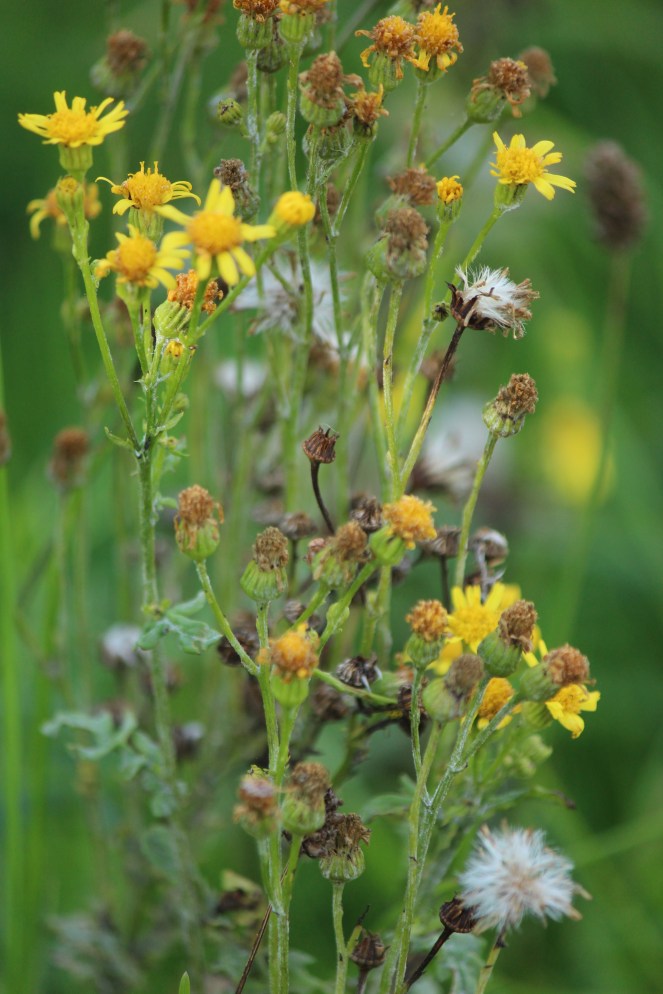 Judi castille French yellow wild flowers