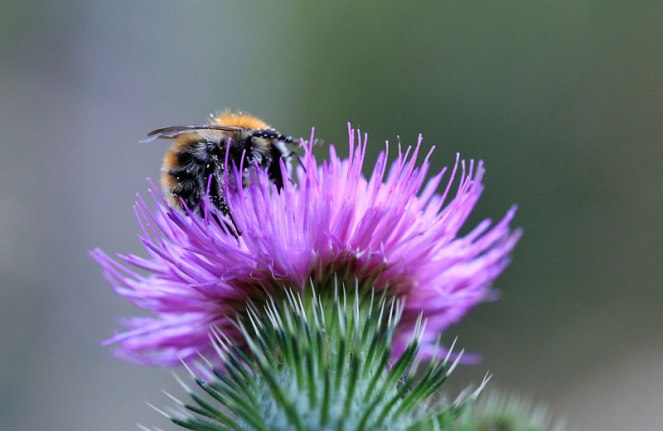 busy-thistle-bee-2