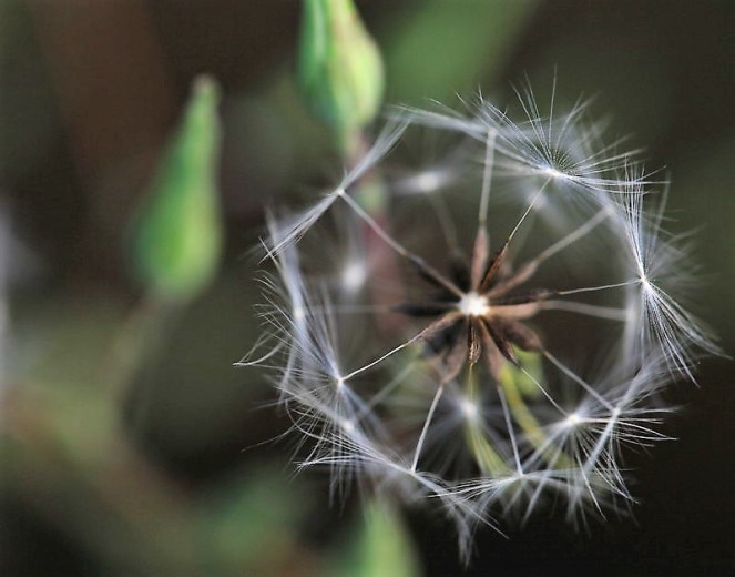 a-carousel-seed-head