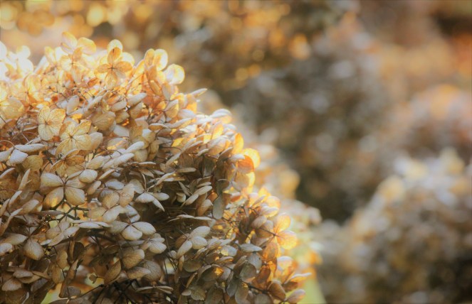 judi-castille-summers-over