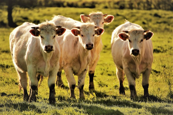 Judi Castille Curious cattle