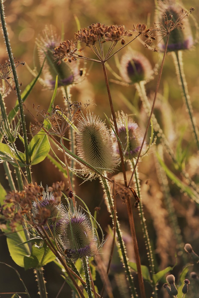 Judi Castille In amoungst the teazels