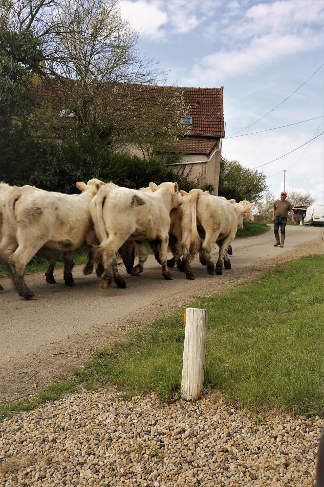 Judi Castille moving the herd