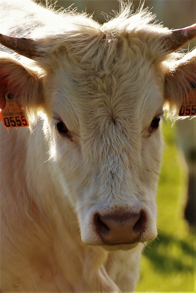 Judi Castille Number 0555