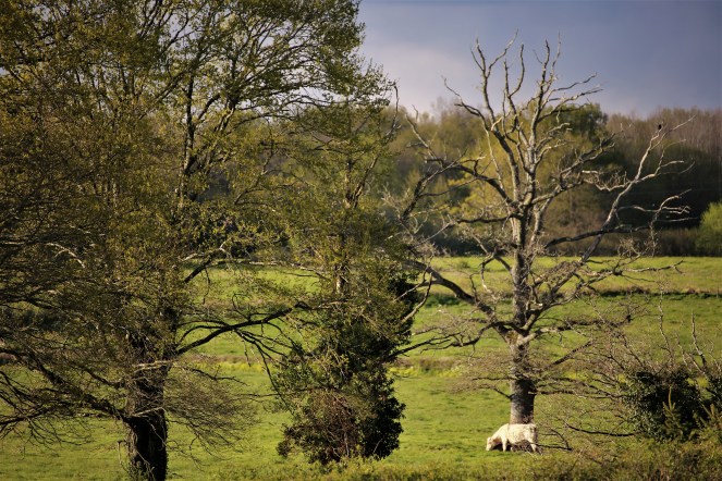 Judi Castille Scratching and enjoying the moment