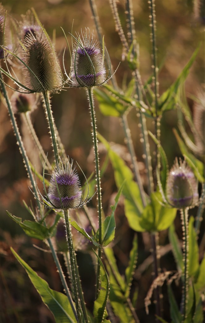 Judi Castille Teazels in sunlight