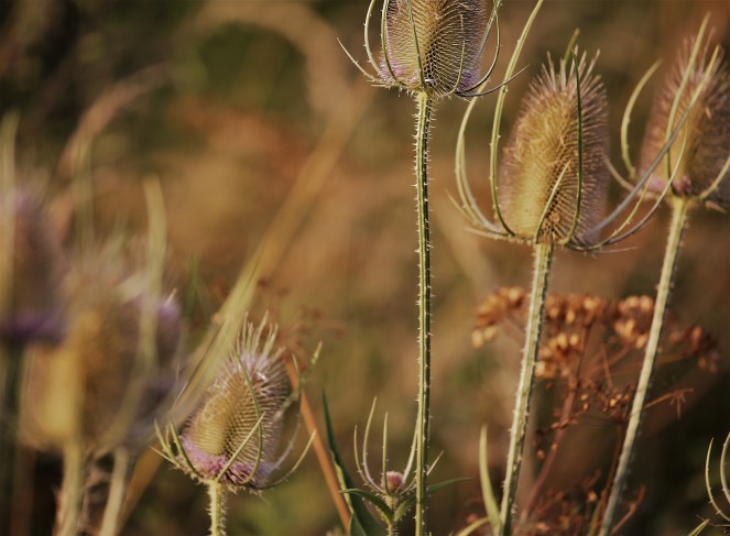 Judi Castille Teazels in the field
