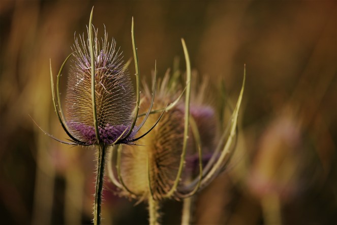 Judi Castille Teazels