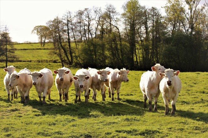 Judi Castille The Boys