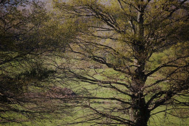 Judi Castille Trees in spring 2