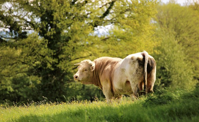 Judi Castille Mr Bull home alone