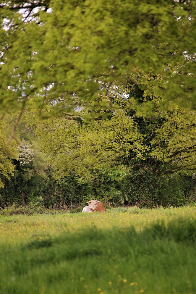 Judi Castille Mr Bull in the buttercups