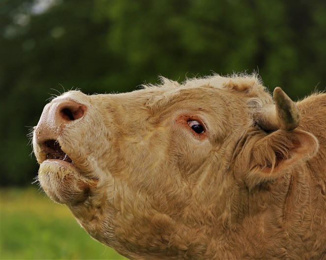 Judi Castille Mr Bull up close