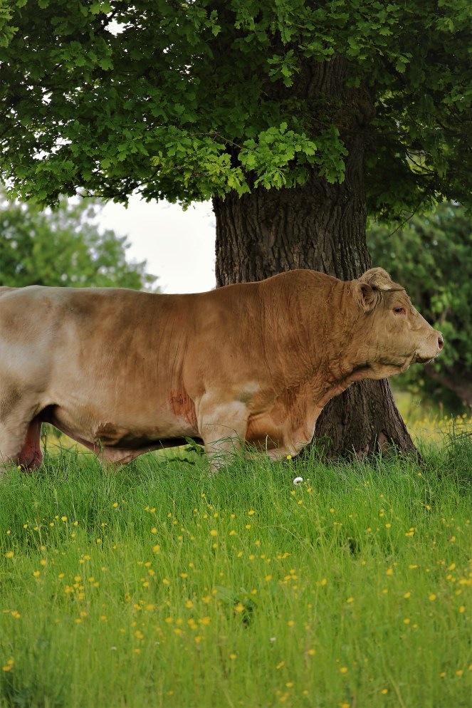 Judi Castille Mr Bull