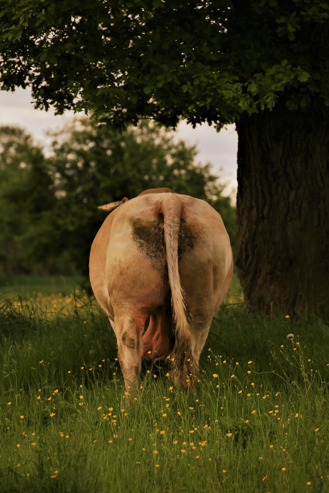 Judi Castille Mr Bulls behind