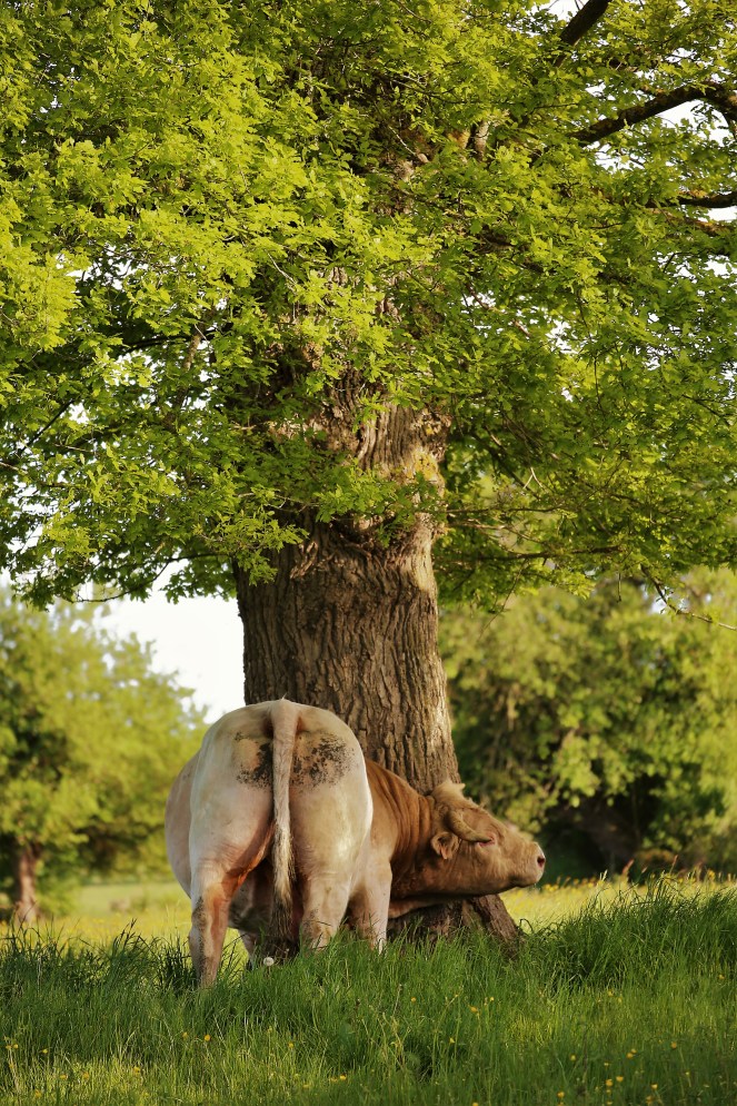Mr Bull having a scratch