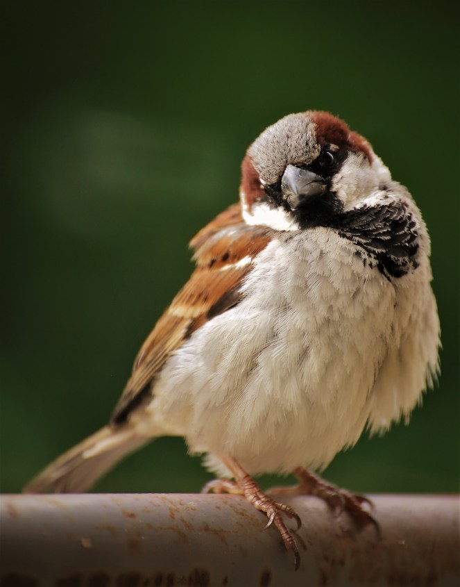 Judi Castille Sparrow on balcony
