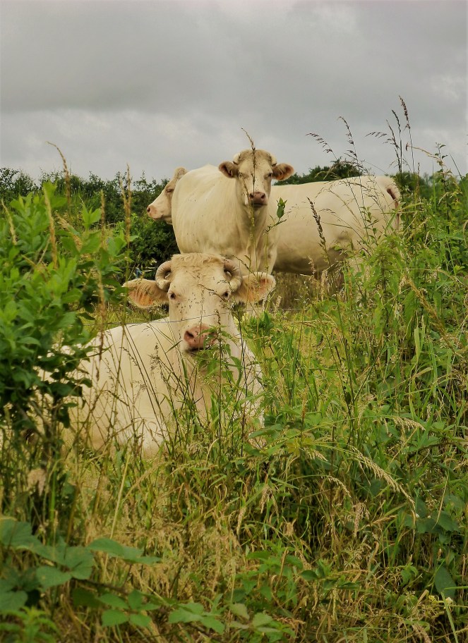 Judi Castille Cows hiding in grass