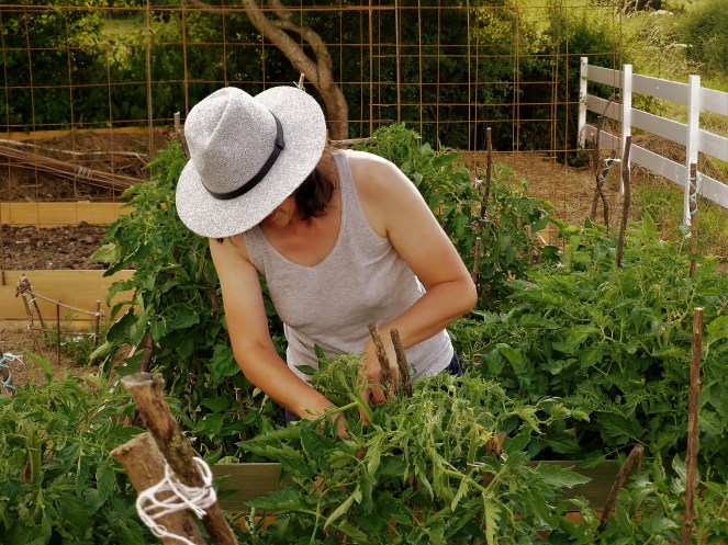 Judi Castille Tending the tomatoes