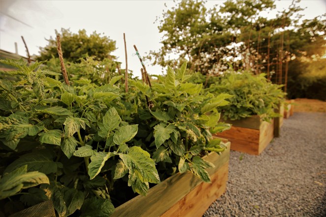 Judi Castille Tomato raised beds