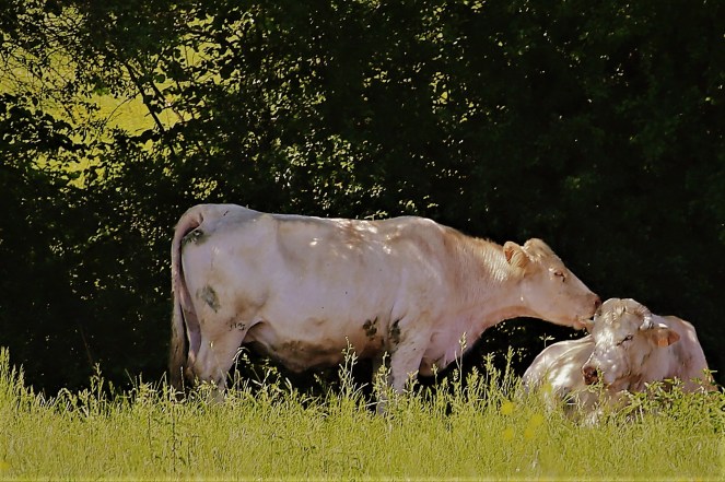 Judi Castille Washing Time