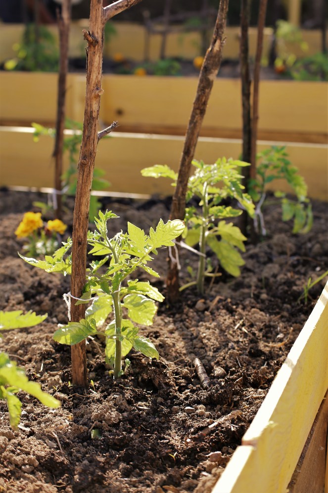 Judi Castille Raised bed tomatoes