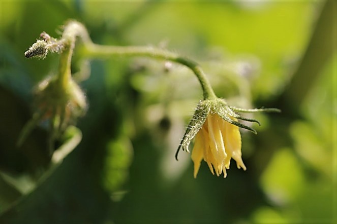 Judi-Castille-Tomato-flower
