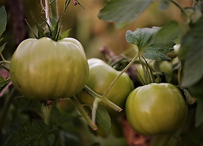Judi-Castille-Tomatoes-in-my-garden