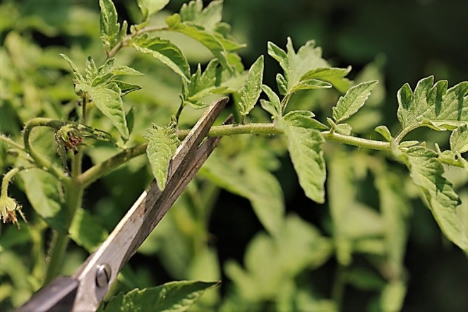 Judi-Castille-Trimming-tomato-plants