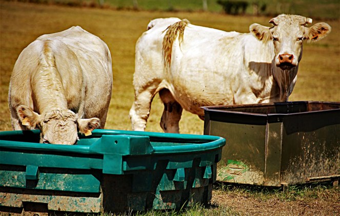 Judi-Castille-Cows-drinking