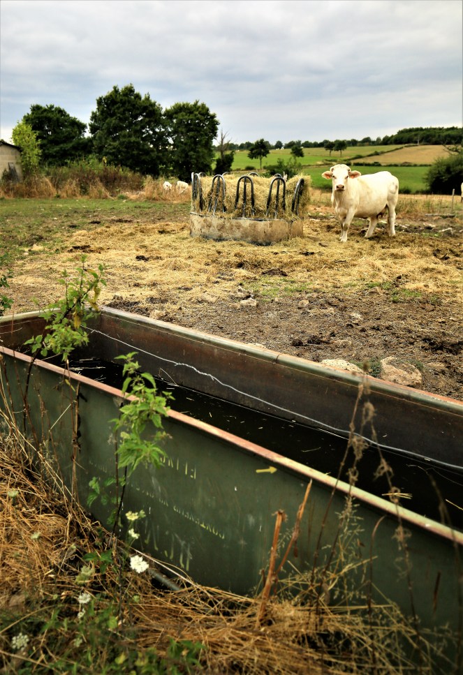 Judi Castille Curiosity