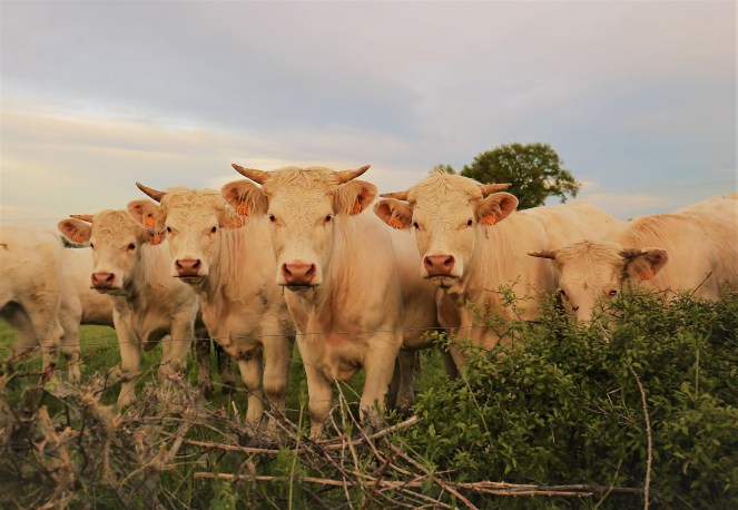 Judi Castille Curious Cows