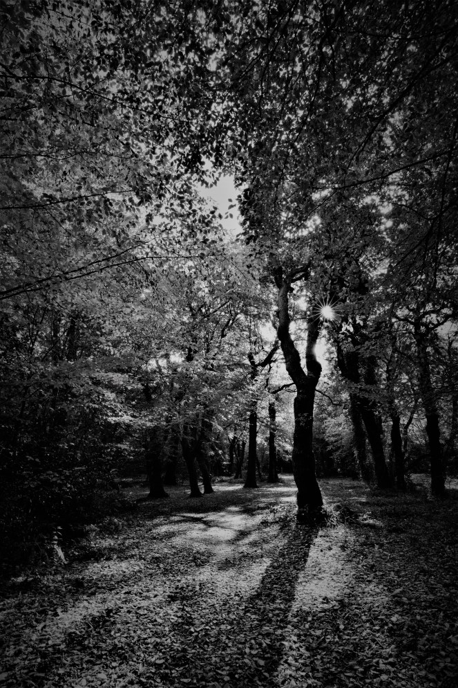 Judi Castille Epping Forest Shaddows