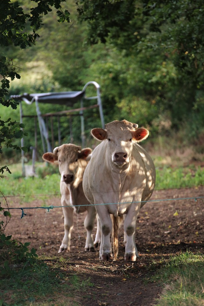 Judi Castille Friends to the end 2