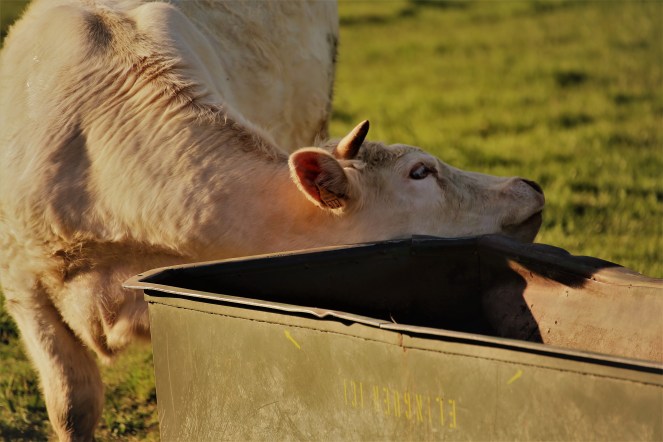 Judi Castille Have itch will scratch