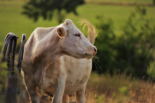 Judi Castille Snacking on hay