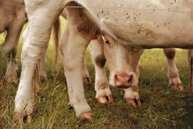 Judi Castille Sneaking a little peek