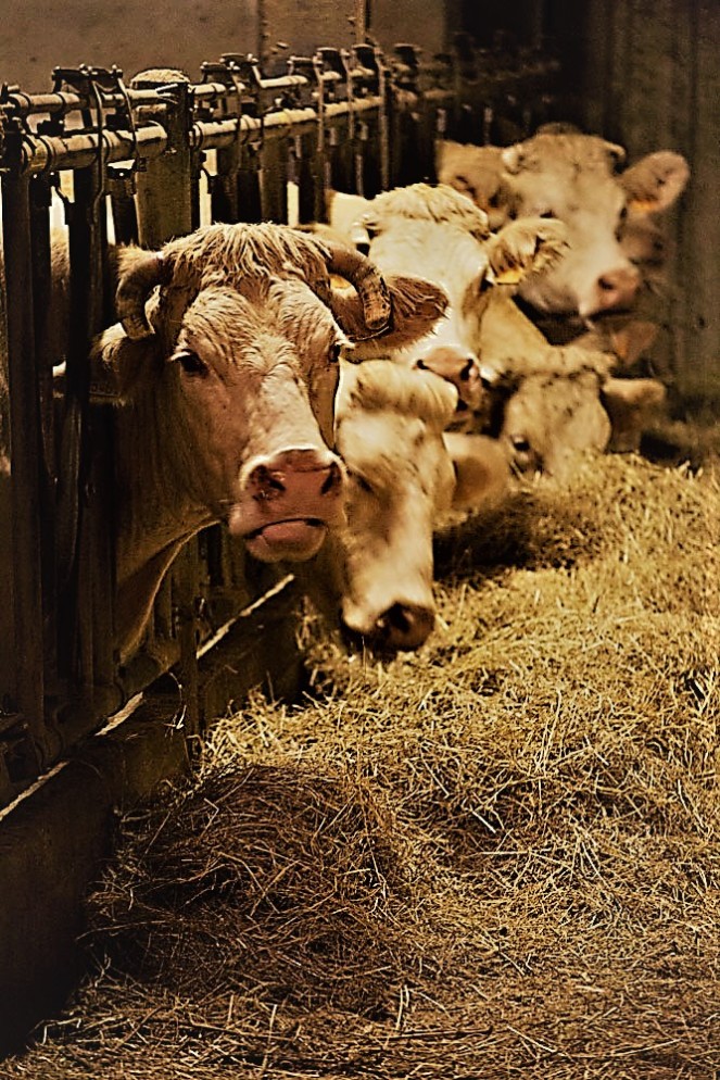 Judi-Castille-Cattle-feeding