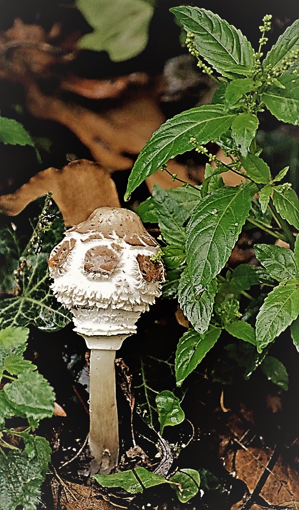 Judi-Castille-Mushroom