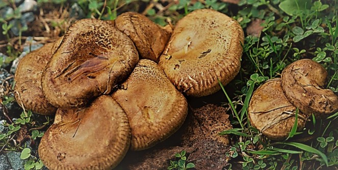 Judi-Castille-Poisonous-Mushroom