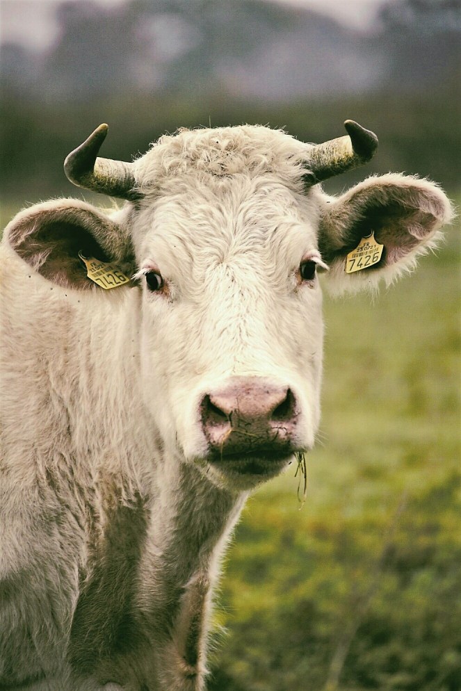 Judi Castille Charolaise eating grass