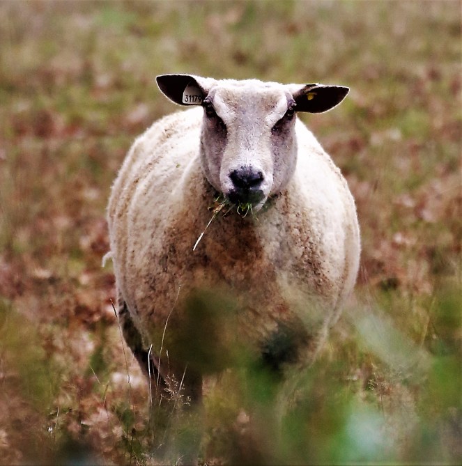 Judi Castille French sheep portrait