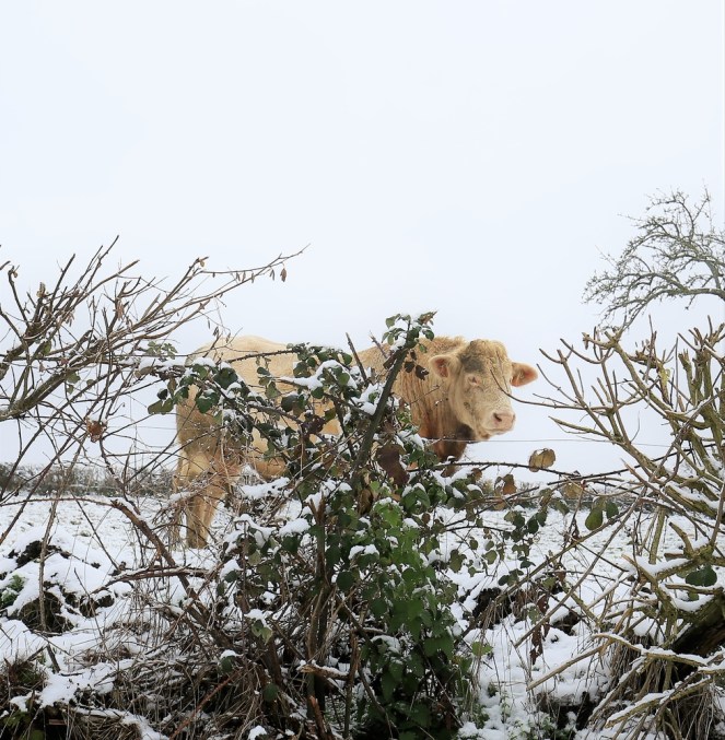 judi-castille-janvier-taurus 1