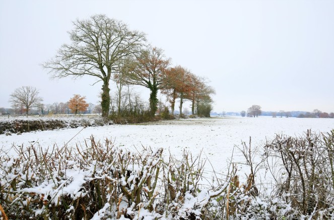 judi-castille-morning-snow 1