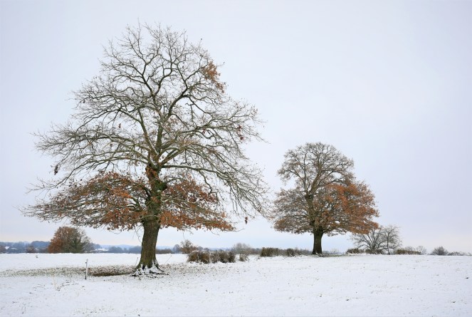 judi-castille-the-cow-field-in-snow 1