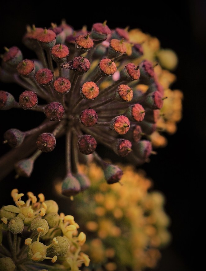 judi-castille-winter-ivy-heads