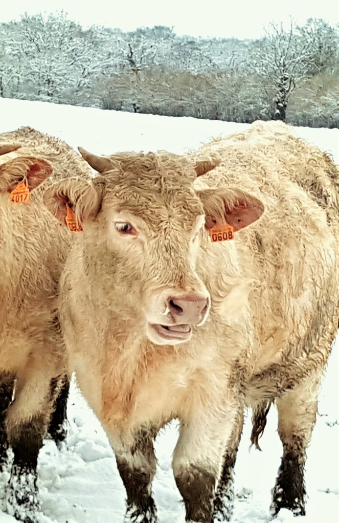 Judi Castille - Charolaise in the snow