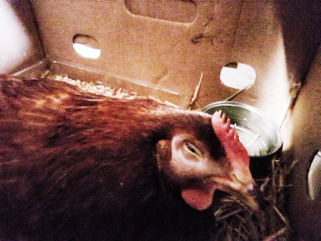 Judi Castille Goosgog chicken with eye sinus .jpeg