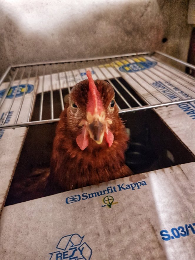 Judi Castille Chicken Goosgog with sinus problem.jpeg